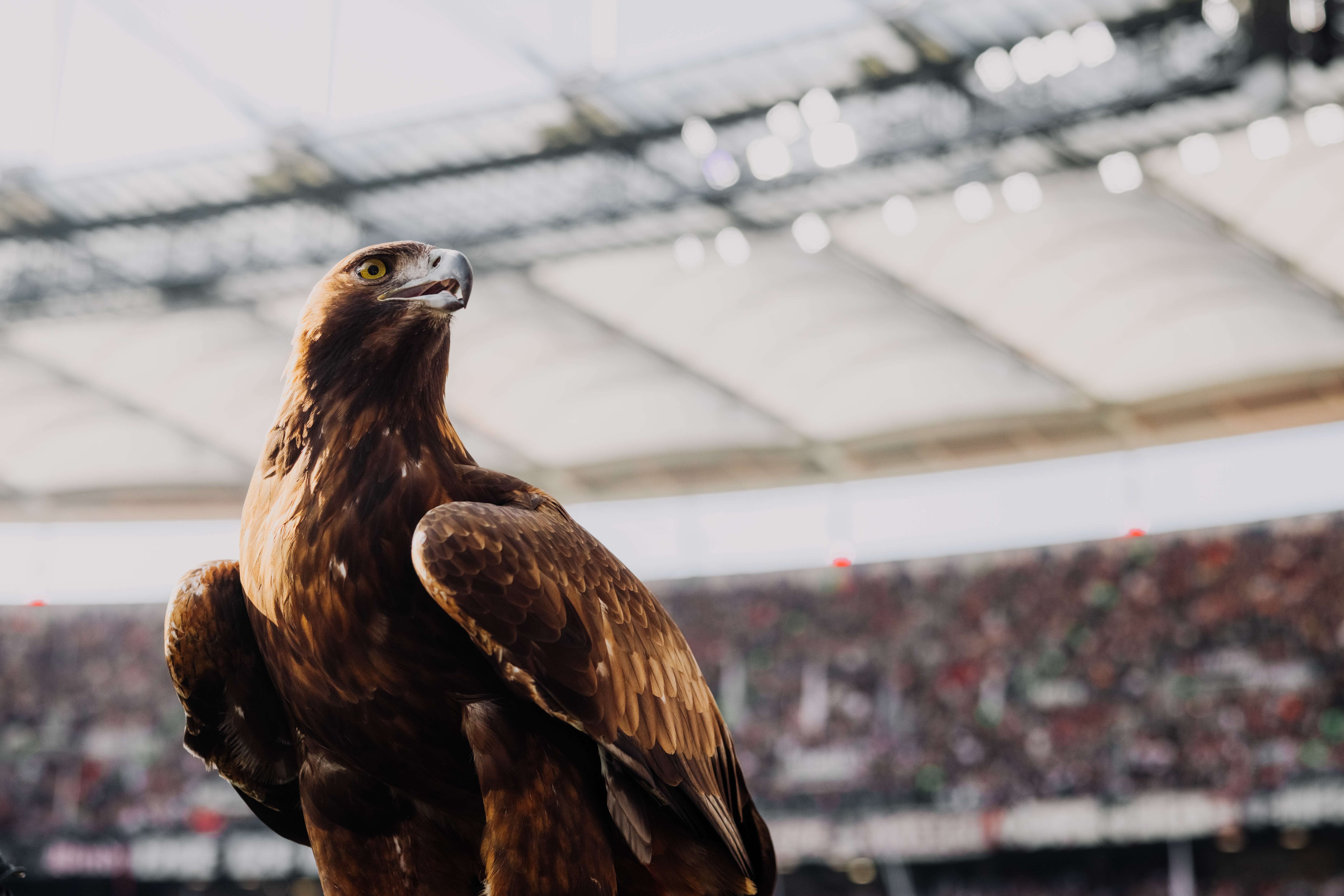 Attila hat das Geschehen im Deutsche Bank Park fest im Blick. Attila hat das Geschehen im Deutsche Bank Park fest im Blick.